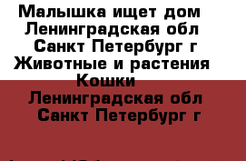 Малышка ищет дом! - Ленинградская обл., Санкт-Петербург г. Животные и растения » Кошки   . Ленинградская обл.,Санкт-Петербург г.